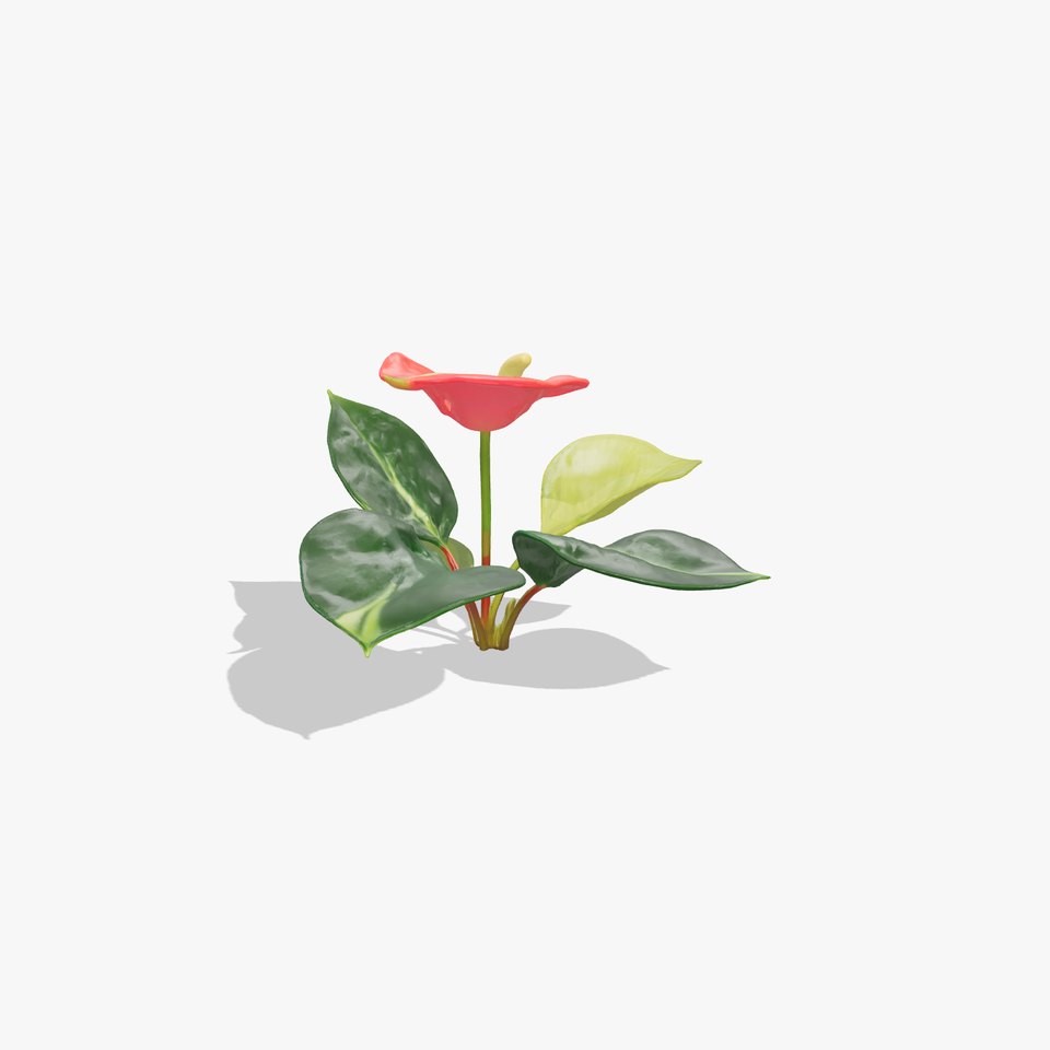 Anthurium Red Glossy Petals model pack